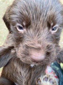 gumtree old english sheepdog